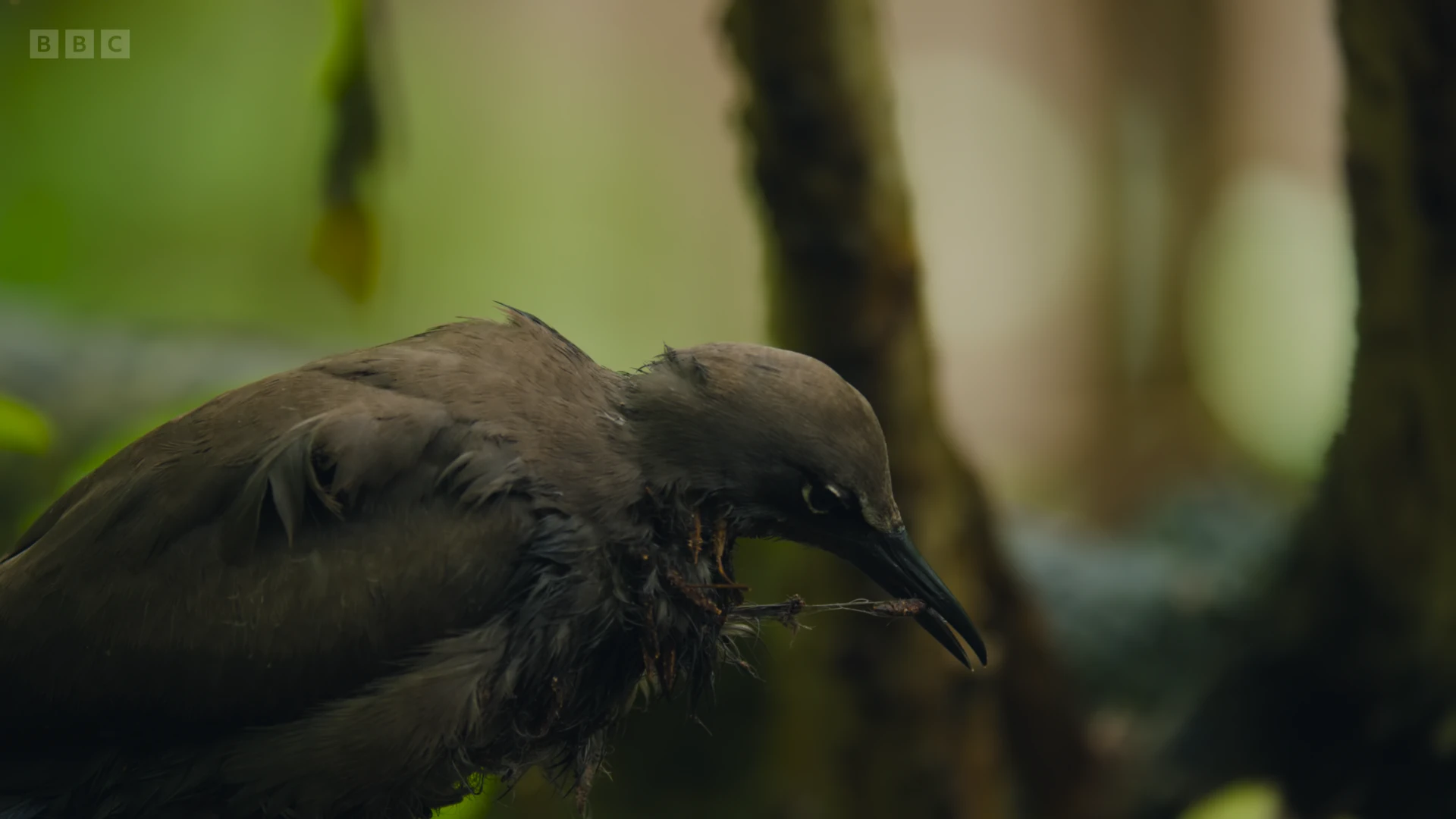 Brown noddy (Anous stolidus pileatus) as shown in Planet Earth II - Islands